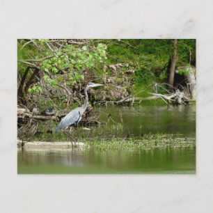 Postal Gran garza azul río Tennessee vida silvestre natur
