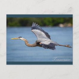 Postal Gran garza azul volando en el río Tennessee