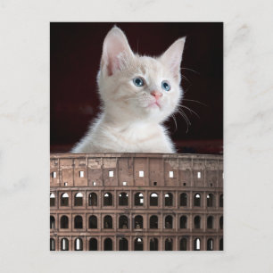 Postal Gran gatito blanco colosal