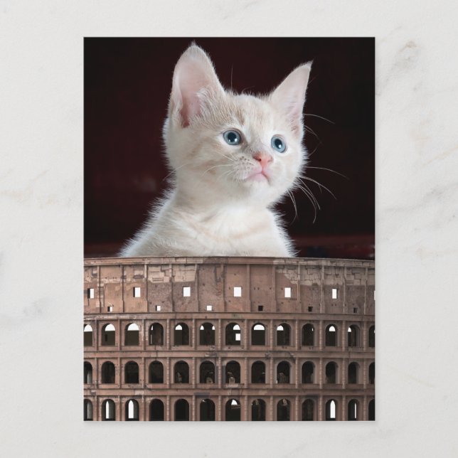 Postal Gran gatito blanco colosal (Anverso)