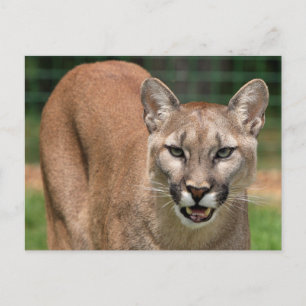 Postal Gran Gato Puma (Puma Concolor) 