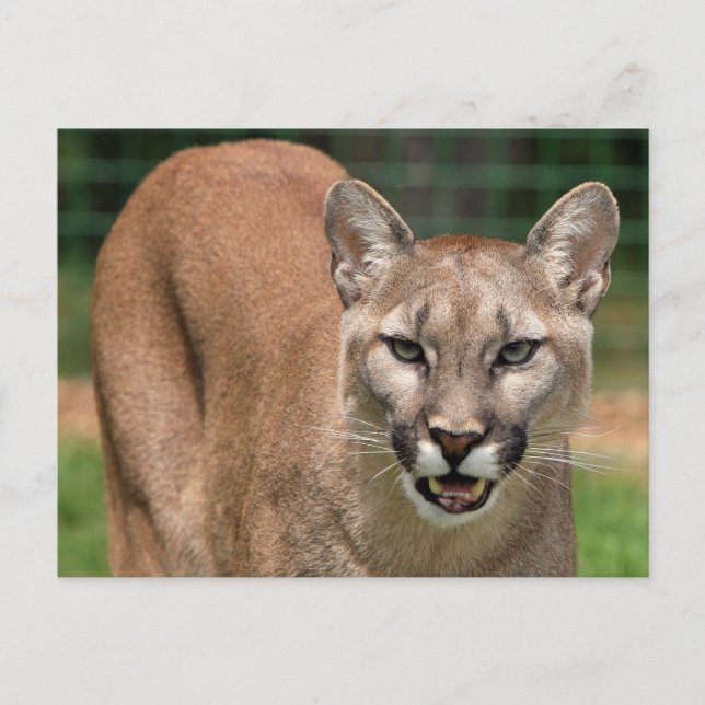 Postal Gran Gato Puma (Puma Concolor)  (Anverso)