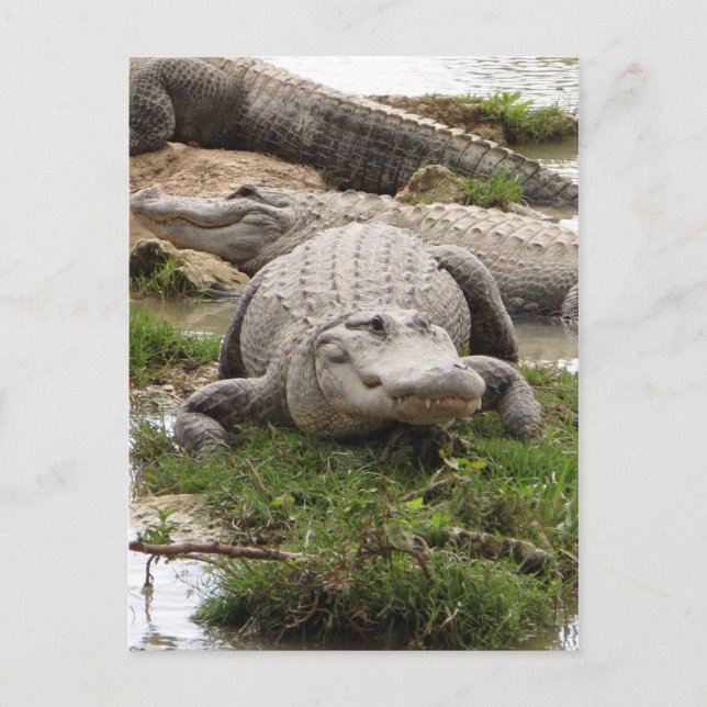 Postal Gran Gator (Anverso)