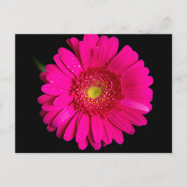 Postal Gran Gerber Daisy Rosa