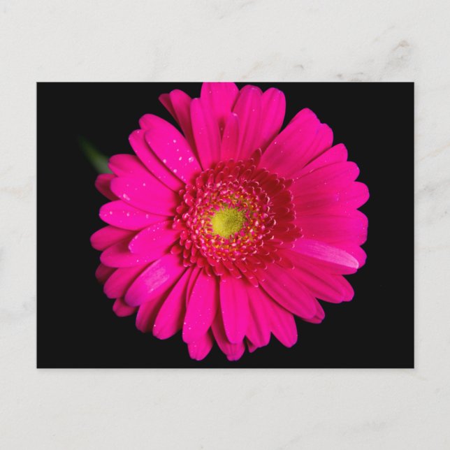 Postal Gran Gerber Daisy Rosa (Anverso)
