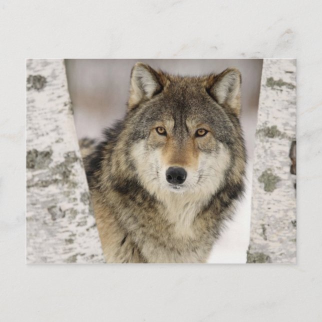 Postal Gran Hermoso Lobo Gris en estado salvaje (Anverso)
