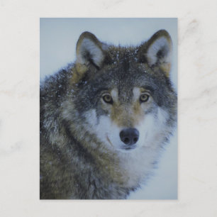 Postal Gran Hermoso Lobo Gris en estado salvaje