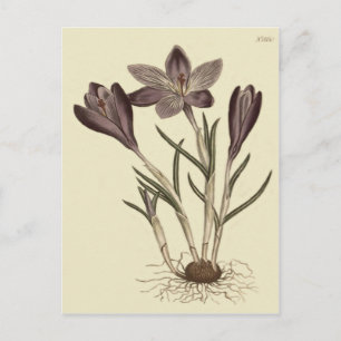 Postal Gran Ilustración Botánica de Crocus de Primavera P