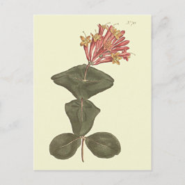 Postal Gran Ilustracion botánico de honeysuckle