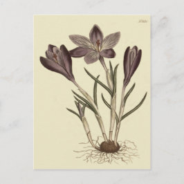 Postal Gran Ilustracion botánico de primavera morada