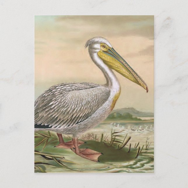 Postal Gran Ilustracion Pelican Vintage Bird (Anverso)