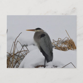 Postal Gran invierno de Blue Heron