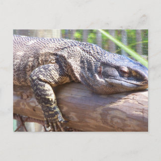 Postal gran lagarto en el registro cerrar