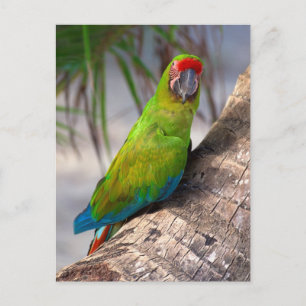 Postal Gran macaw verde en un árbol