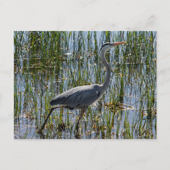 Postal Gran Maravilla de aves de garza azul (Anverso)
