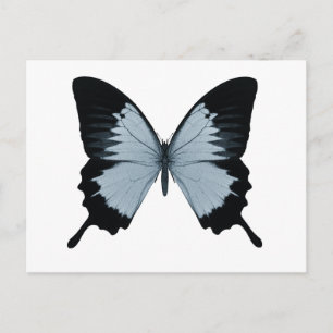 Postal Gran mariposa azul y negra