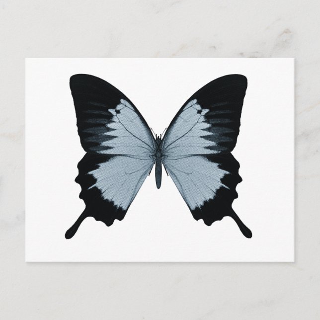 Postal Gran mariposa azul y negra (Anverso)
