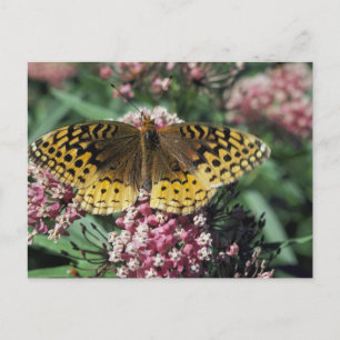 Postal Gran mariposa de Fritillary