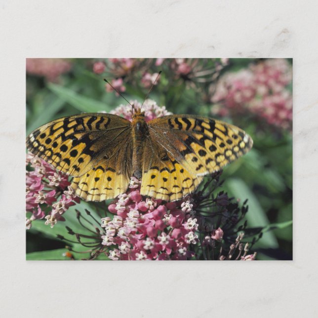 Postal Gran mariposa de Fritillary (Anverso)