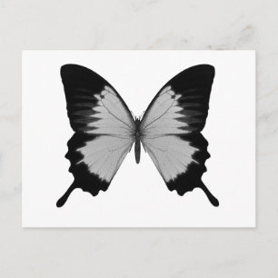 Postal Gran mariposa gris y negra