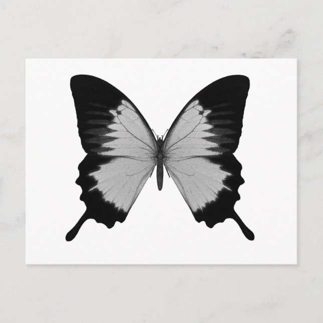Postal Gran mariposa gris y negra (Anverso)