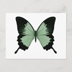 Postal Gran mariposa verde y negra