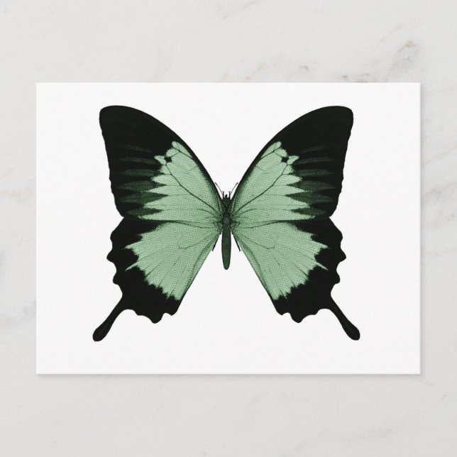 Postal Gran mariposa verde y negra (Anverso)