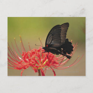 Postal Gran mormón (memno Papilio) sobre flor, Chiba