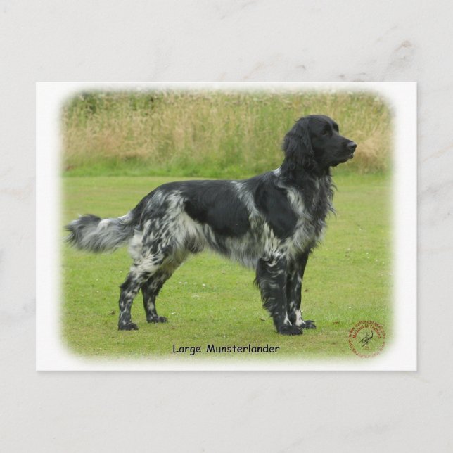 Postal Gran Munsterlander (Anverso)