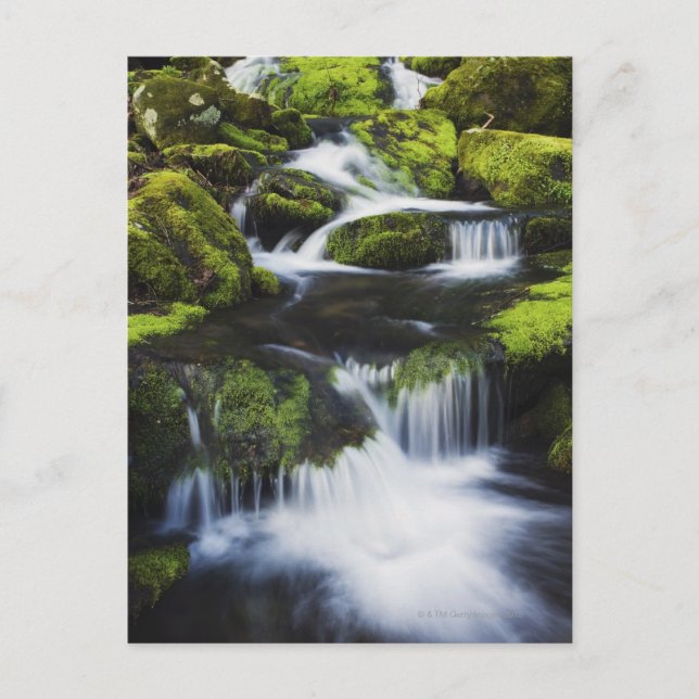 Postal Gran Parque Nacional de Montañas Smoky, Tennessee (Anverso)