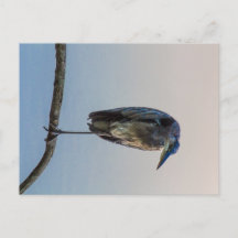 Gran Perón Azul, Lago Antrim, Columbus, Ohio