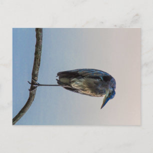 Postal Gran Perón Azul, Lago Antrim, Columbus, Ohio