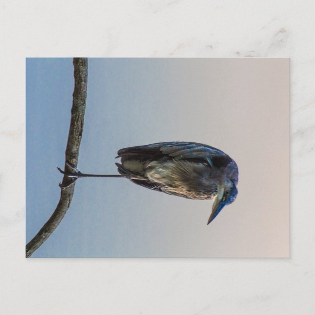 Postal Gran Perón Azul, Lago Antrim, Columbus, Ohio (Anverso)