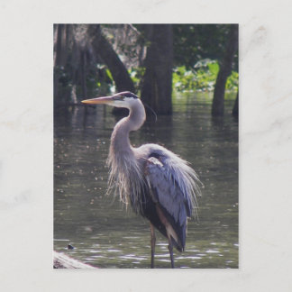 Postal Gran pesca de garza azul para el almuerzo