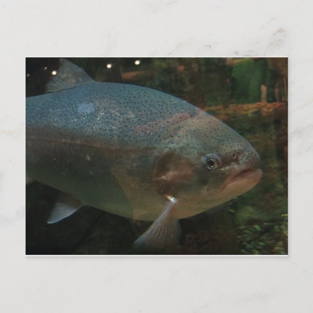 Postal Gran pez (Anverso)