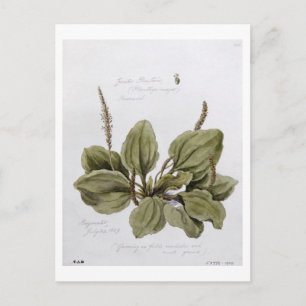 Postal Gran Plantain, pintada en Bayswater, 24 de julio