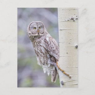 Postal Gran Rama de Álamo Temblón Gris