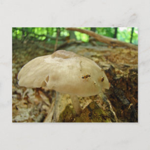 Postal Gran refrigerio para el Naranja y negro