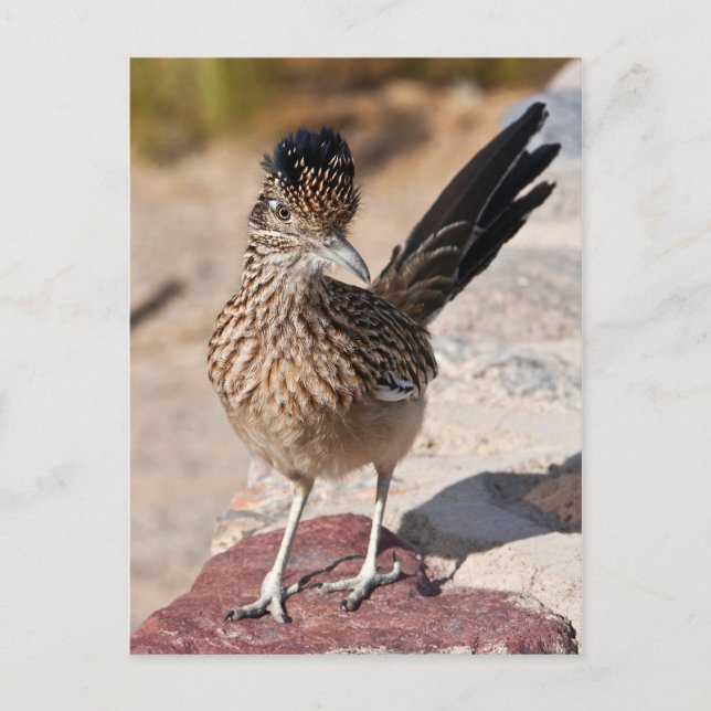 Postal Gran Roadrunner (Anverso)