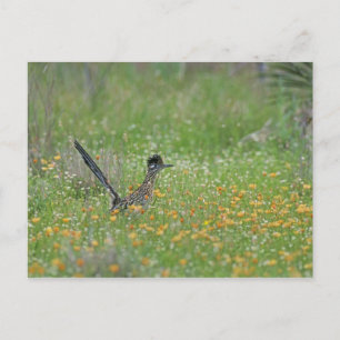 Postal Gran Roadrunner, Geococcyx