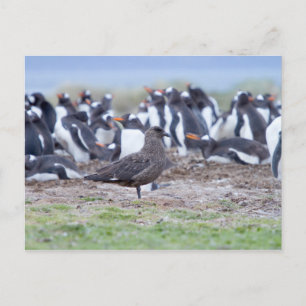 Postal Gran Skua frente a la colonia de pingüinos