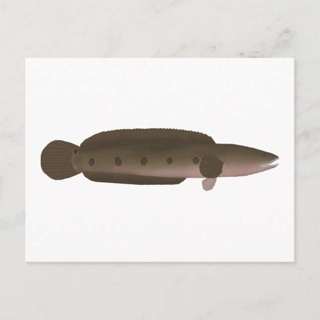 Postal Gran Snakehead (Anverso)