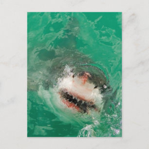 Postal Gran tiburón blanco1