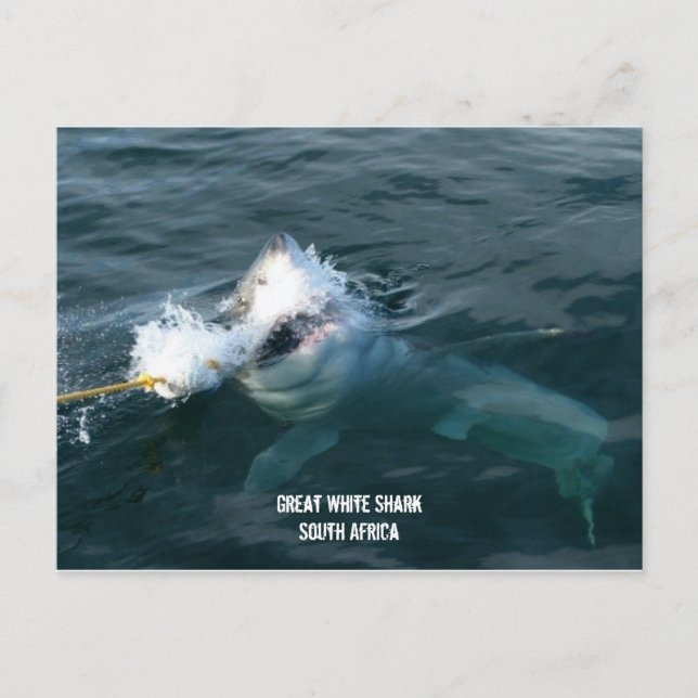 Postal Gran tiburón blanco - Sudáfrica (Anverso)