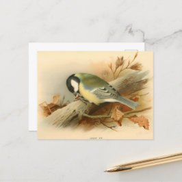 Postal Gran Tit de Lord Lilford, Ilustracion