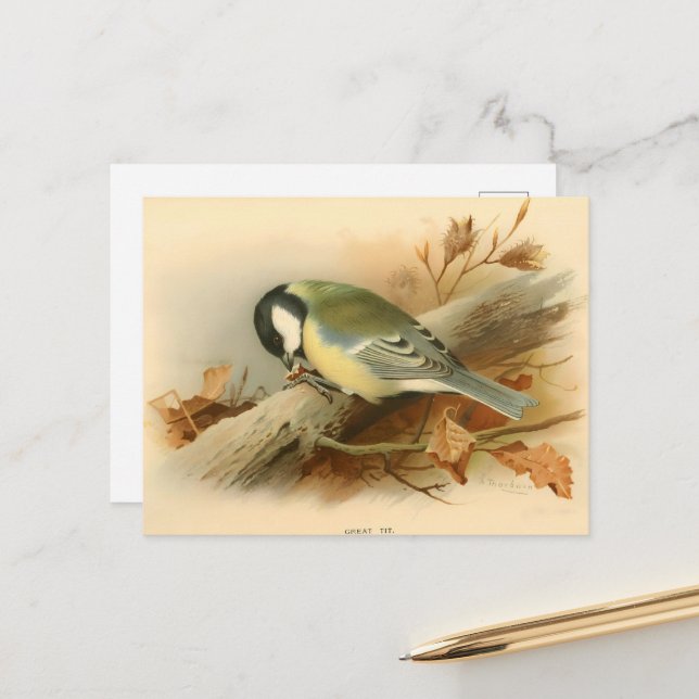Postal Gran Tit de Lord Lilford, Ilustracion (Anverso/Reverso In Situ)