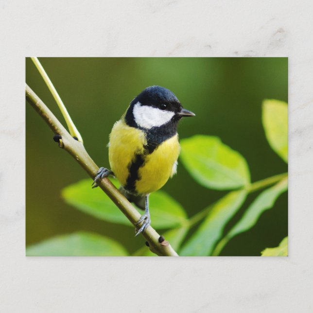 Postal Gran Tit en otoño (Anverso)