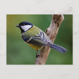 Postal Gran Tit en otoño