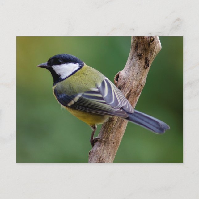 Postal Gran Tit en otoño (Anverso)