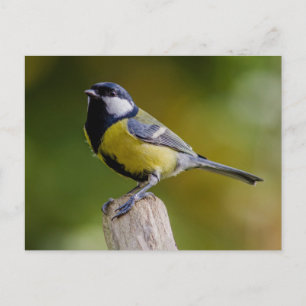 Postal Gran Tit en otoño